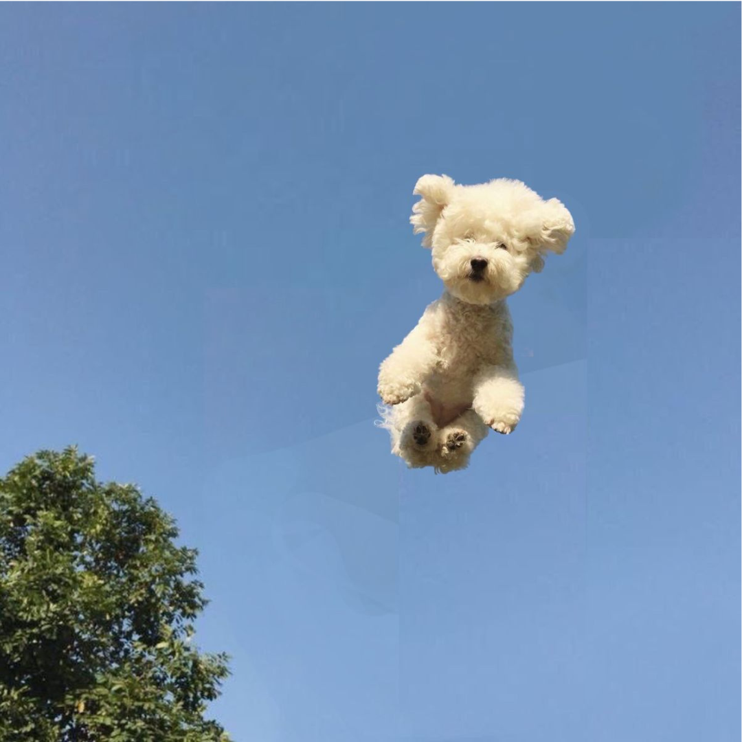 Rescuing A Dog Changed Our Lives: But Not In The Way We Thought