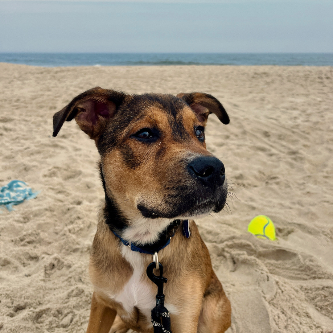 THE SNIFF: featuring Kate, Jake & Brunson