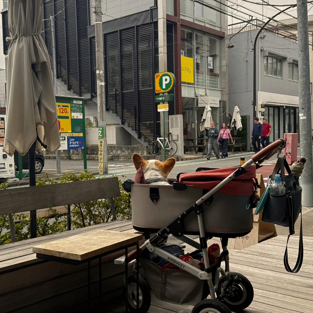 TRAVEL NOTES: Pups of Japan 🇯🇵