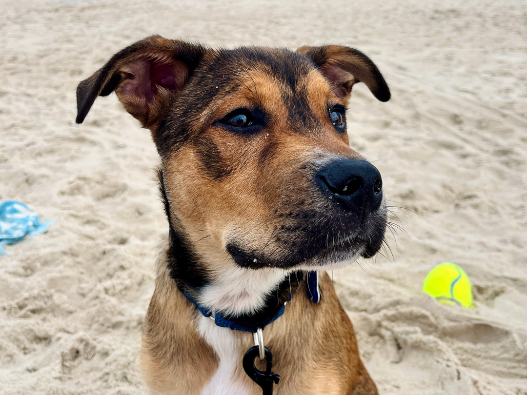 THE SNIFF: featuring Kate, Jake & Brunson