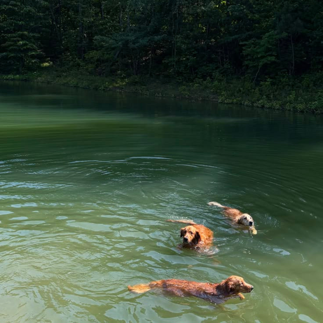 Dogs swimming in water