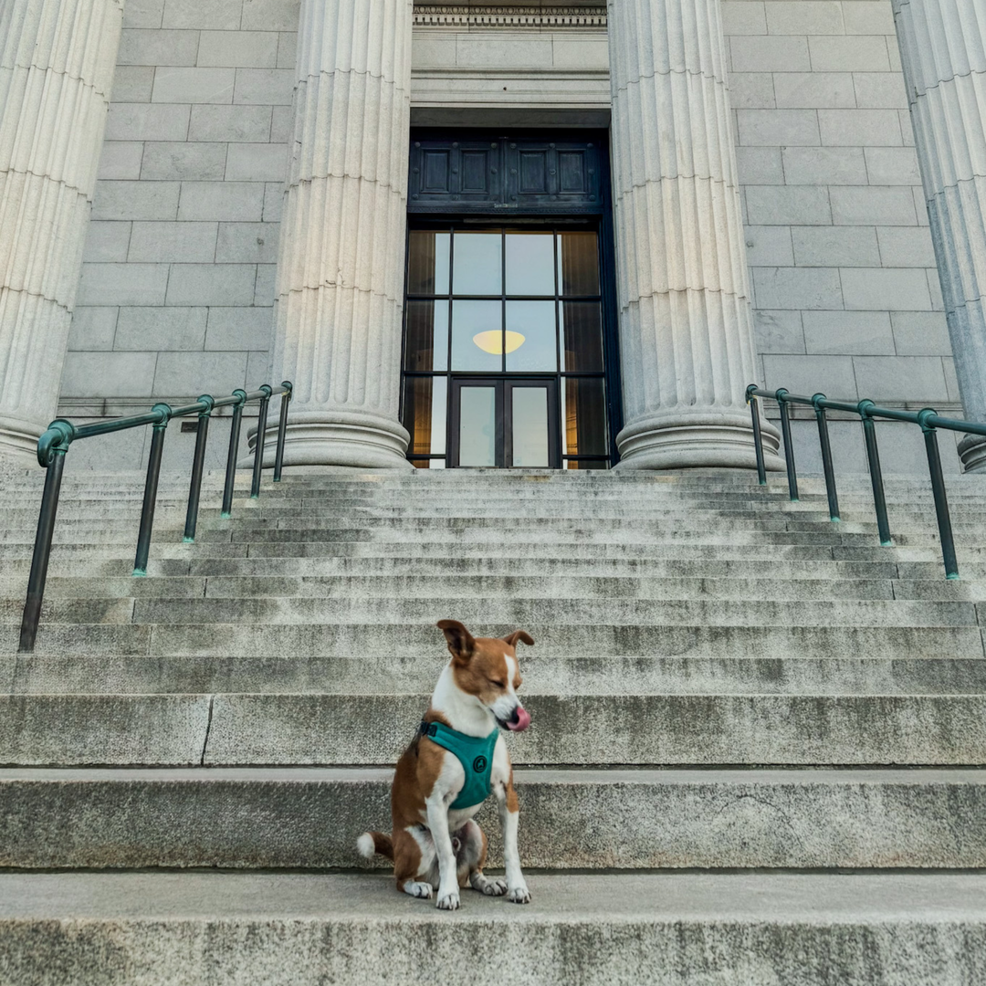 How dogs inspire us to be politically active in our everyday lives