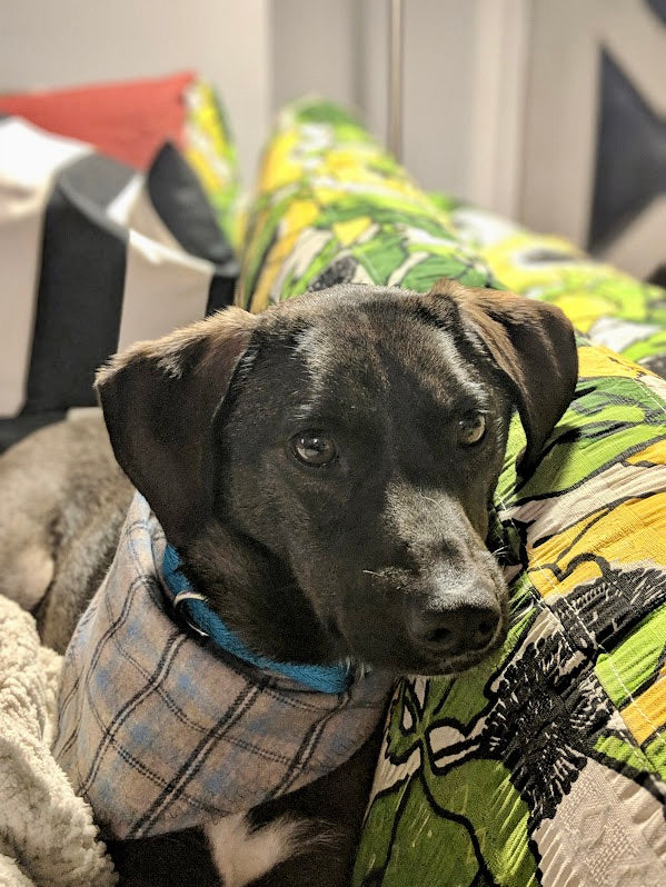 THE SNIFF: featuring Liz, Tori, Sam & Bruce