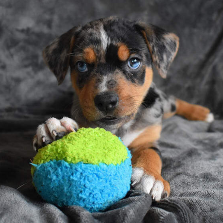 Medium Duraplush Fuzzball Dog Toy