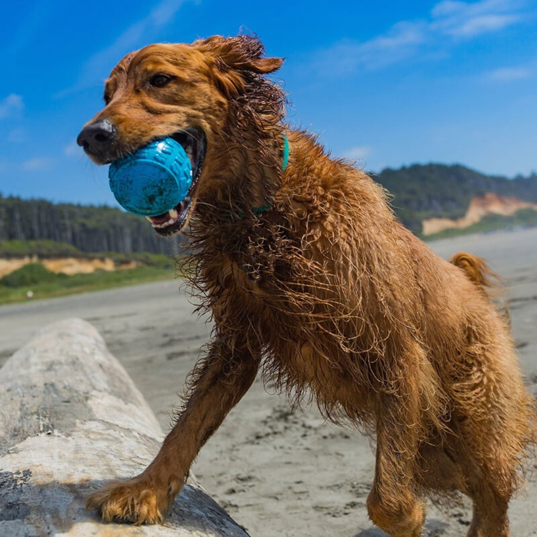 High Roller Dog Ball