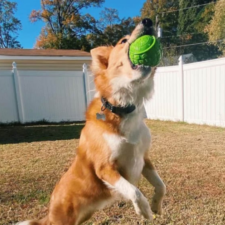 High Roller Dog Ball