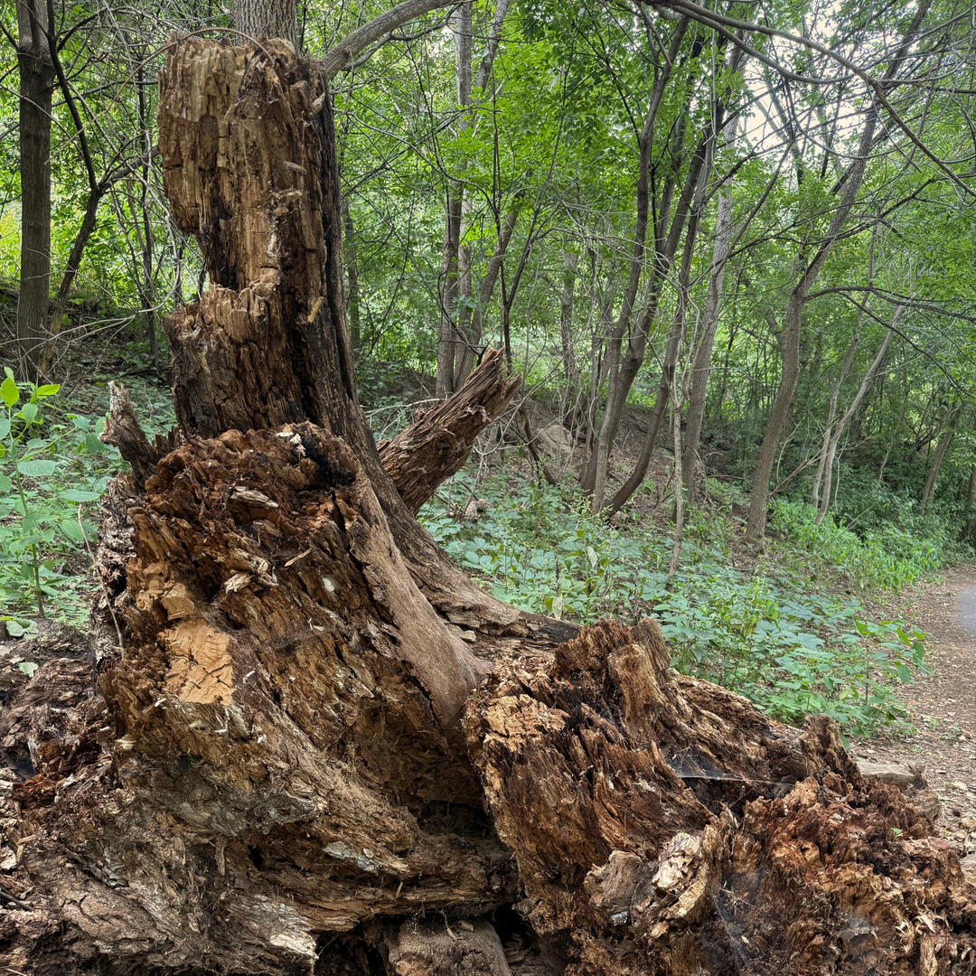 A large, weathered tree stump with exposed roots and rough, textured wood in a dense green forest.