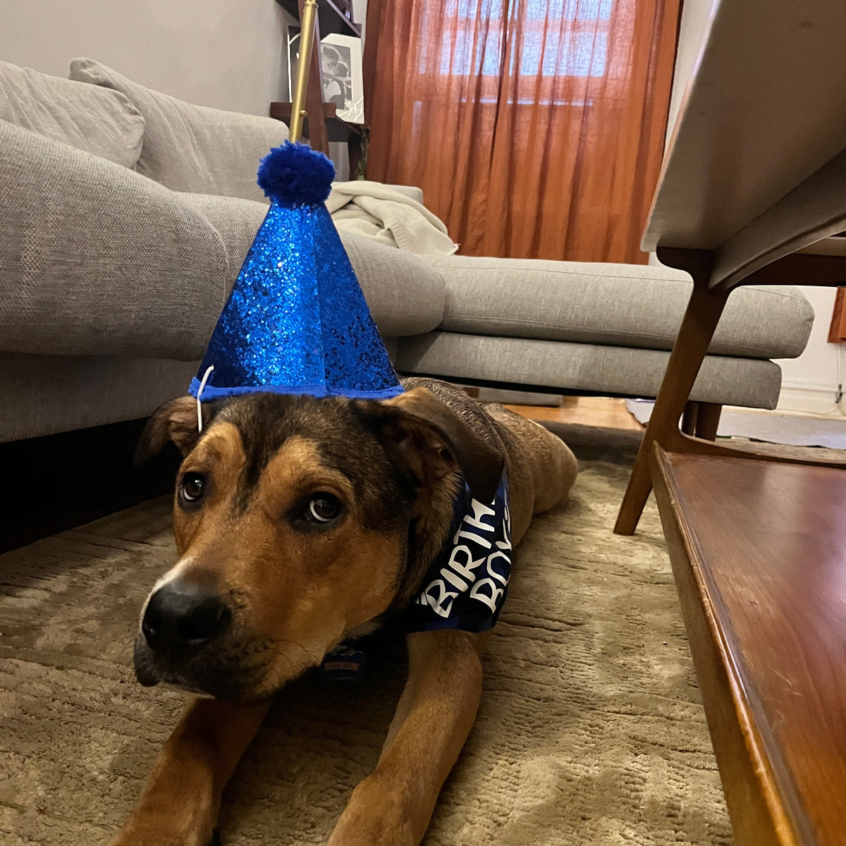A dog wearing a birthday hat stretching on a rug. 