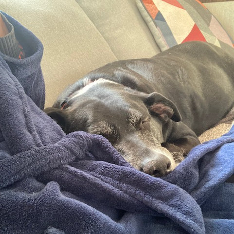 A black lab resting on a couch. 