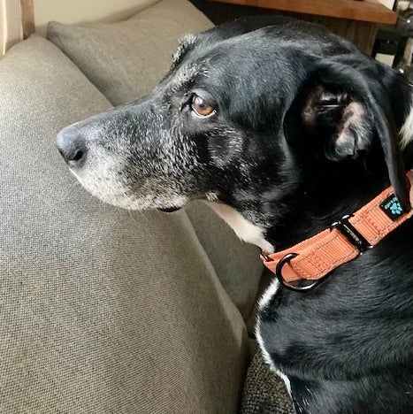 A black lab wearing an orange collar looking out the window on a couch.