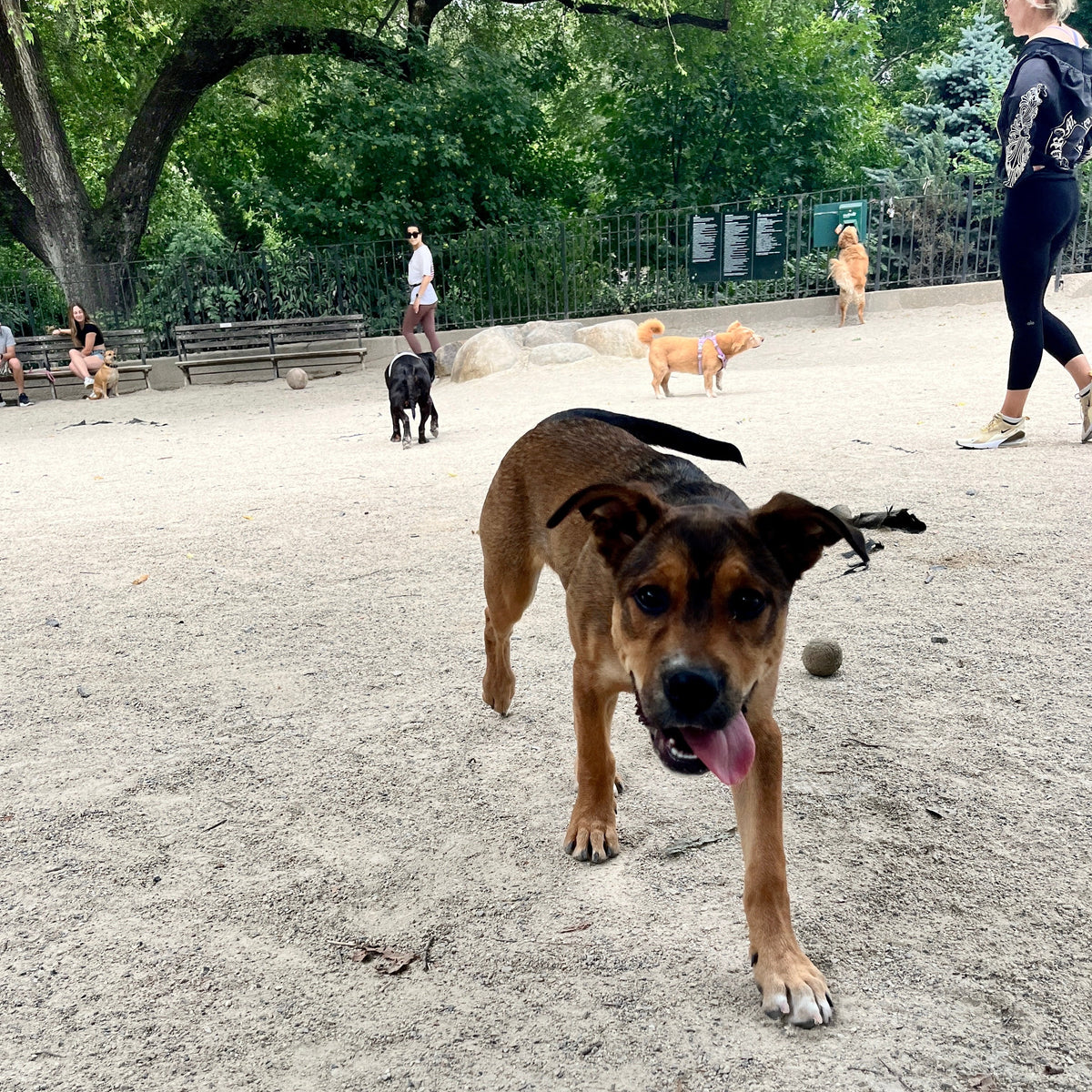 A dog playing at an outdoor dog park.