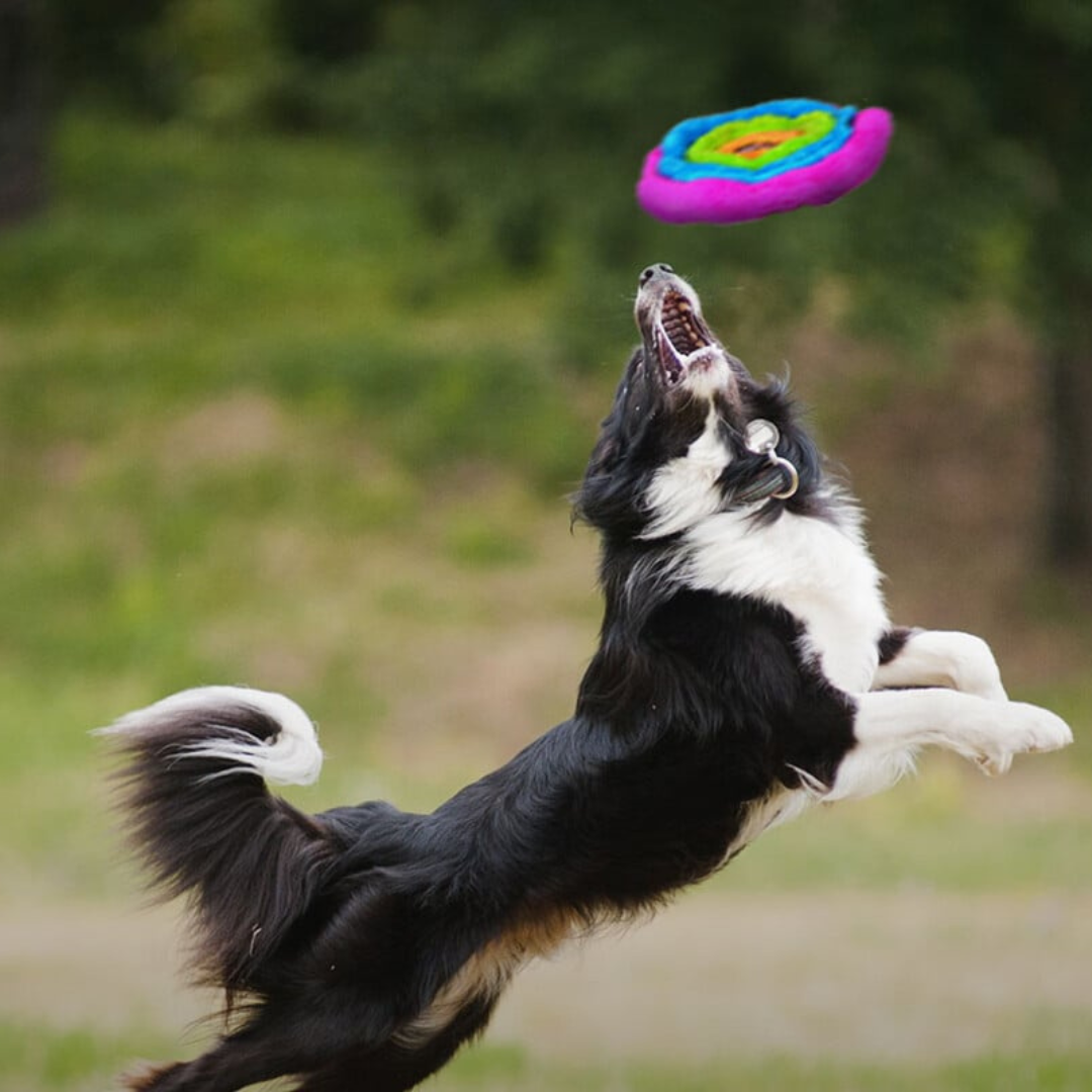 Duraplush Unstuffed Soft Flyer Dog Toy