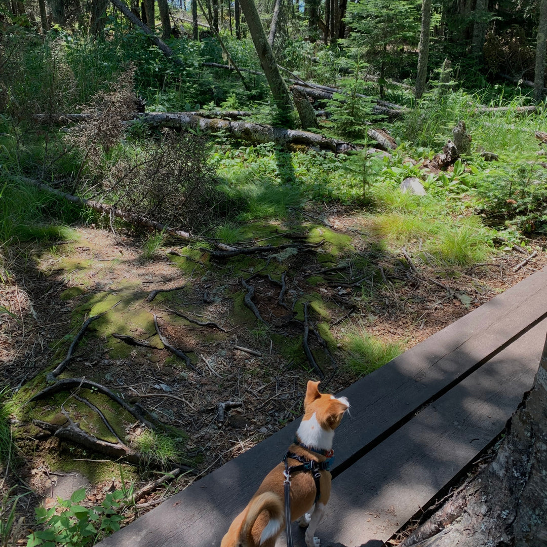 Dog on a leash walking along a wooden path in a forest